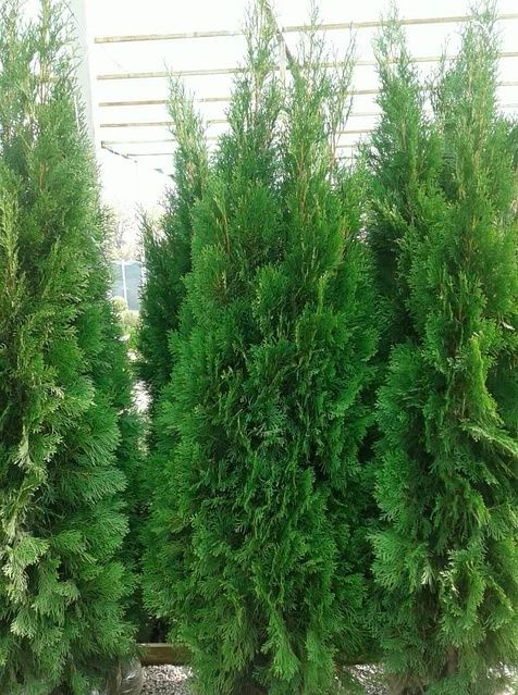 Продам саженцы яблони