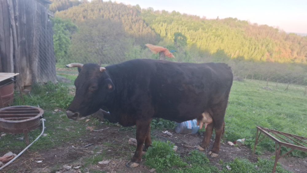 Vand vaca cu vitel