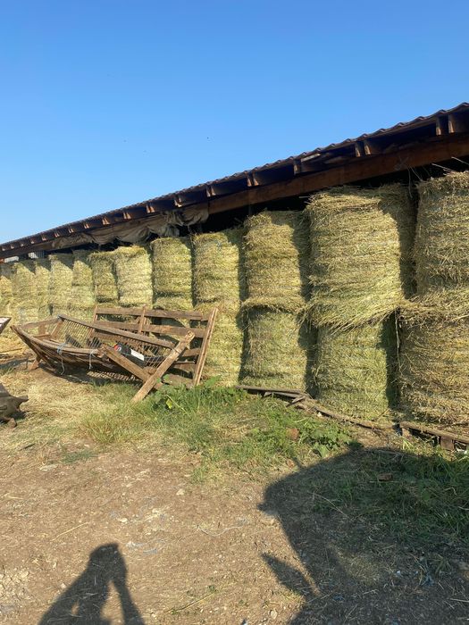 Vând baloți rotunzi de lucernă 330 lei