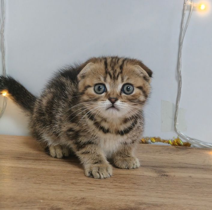 Котята золотисто-чёрный мрамор.