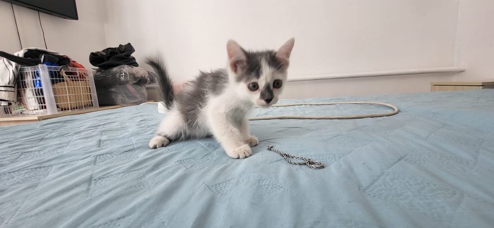 Отдам котят в хорошие руки