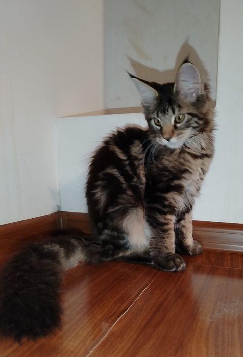 Fetița, rasa pura Maine Coon
