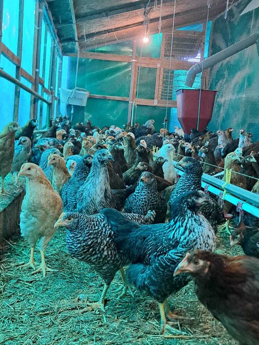 Vand puicute ouatoare Dominant Cehia, 12 saptamani, vaccinuri la zi.