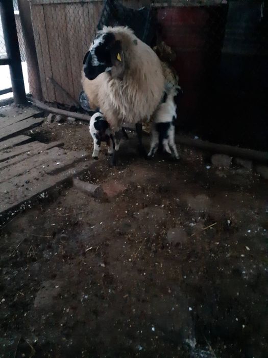 Vând 3 oi cu miei si una gestantă.