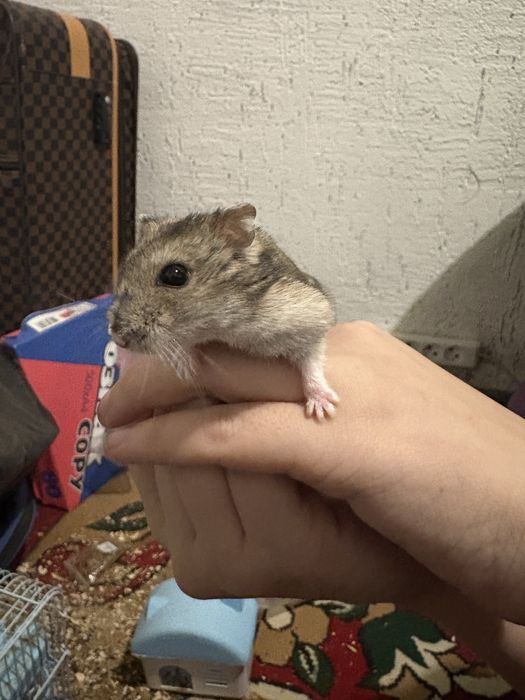 Продается хомяки вместе с клеткой