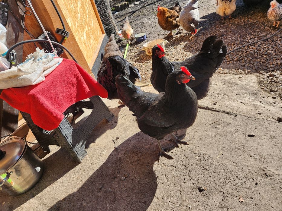 Ouă pentru incubat Australorp Sussex si alte rase de oua