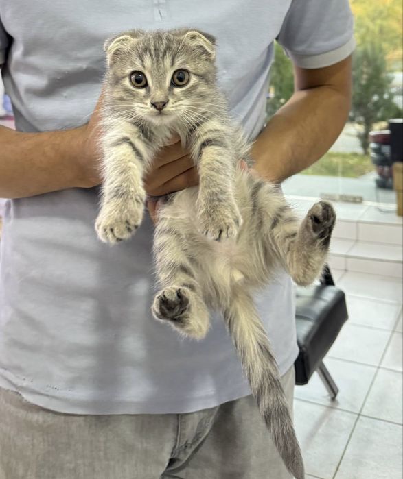 Scotish fold zotdor mushuk