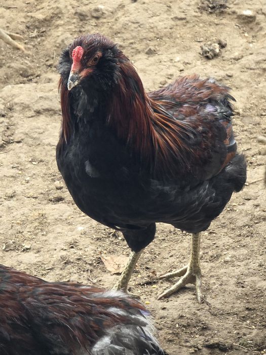 cocos araucana potarnichiu