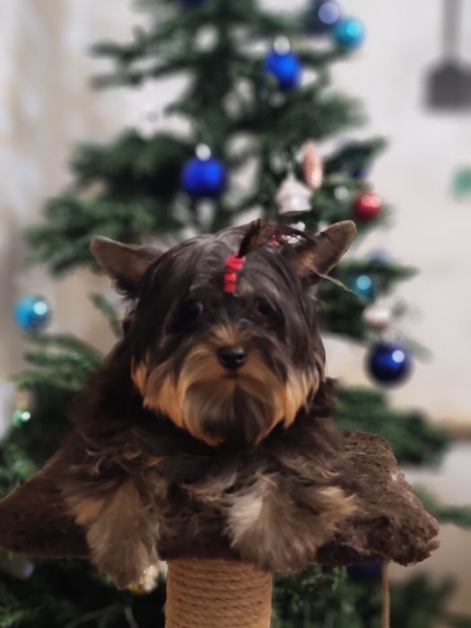 Девочка йоркширский терьер