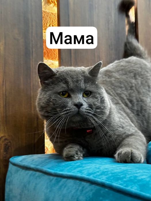 Продаётся котёнок