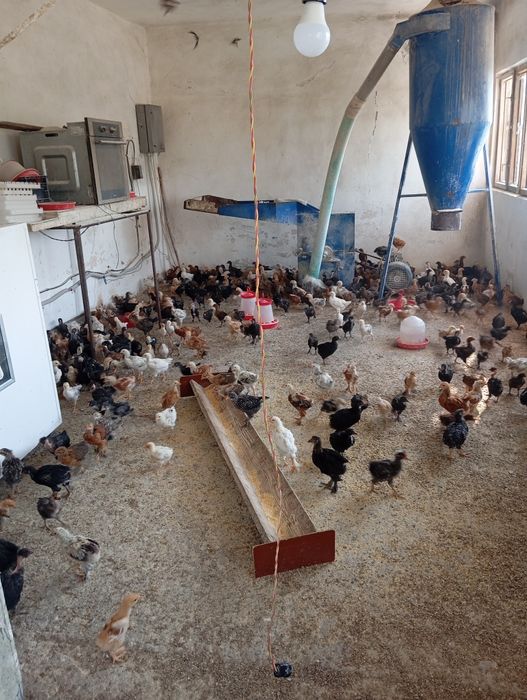 Vand pui de și găini.