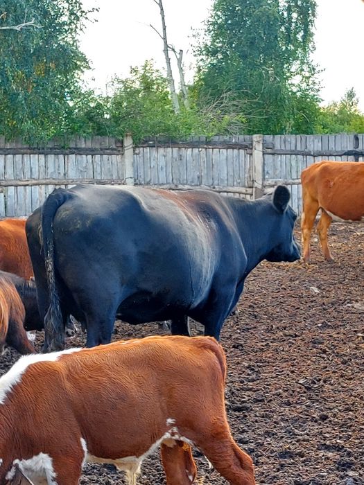 Продам корову Ангус