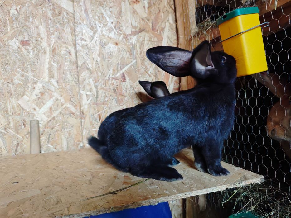 Iepuri Uriaș German