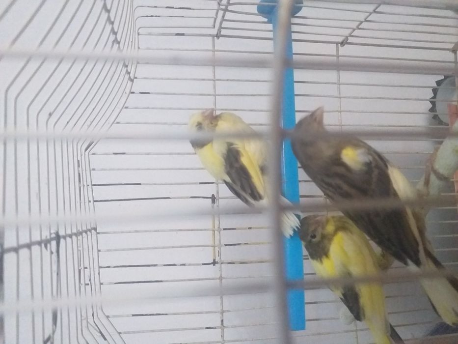 Канарейки поющие