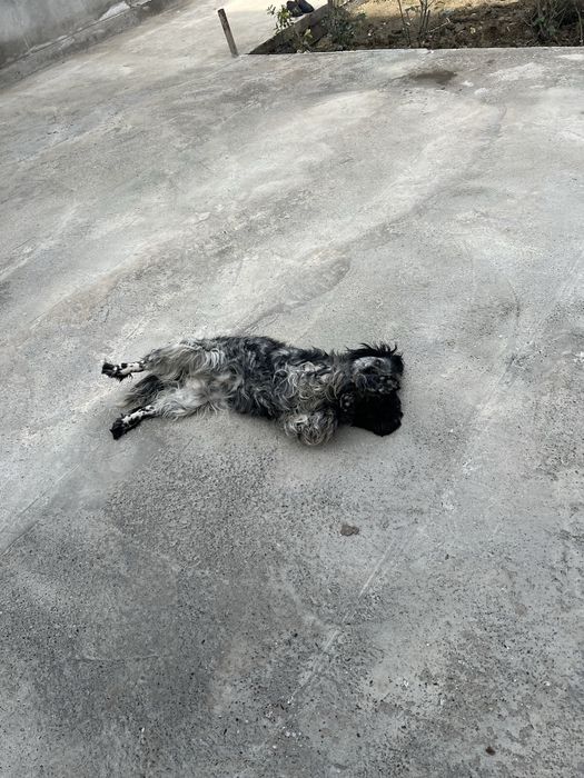 İphone 13 pro garantiya