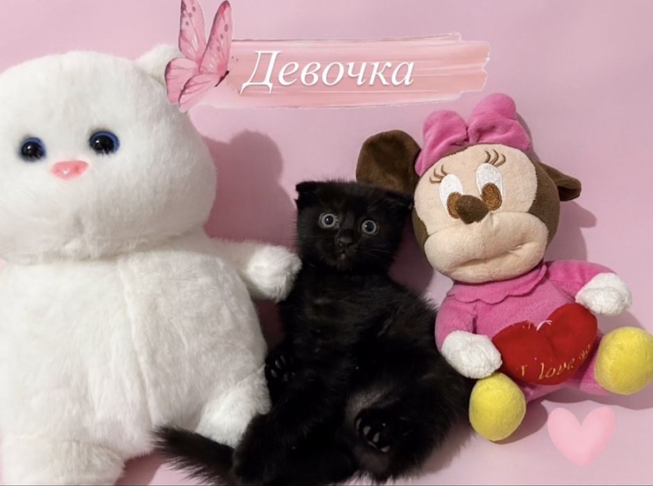 Продам котят в добрые руки