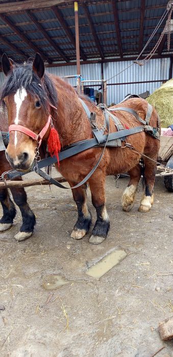 Vând caii 6mii de euro