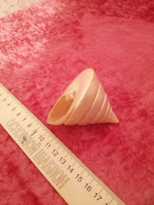 Продам морскую ракушку для аквариума.