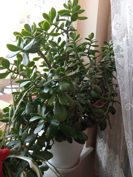 Дърво на живота 48 см