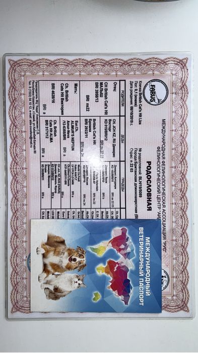 Продам котят британской породы
