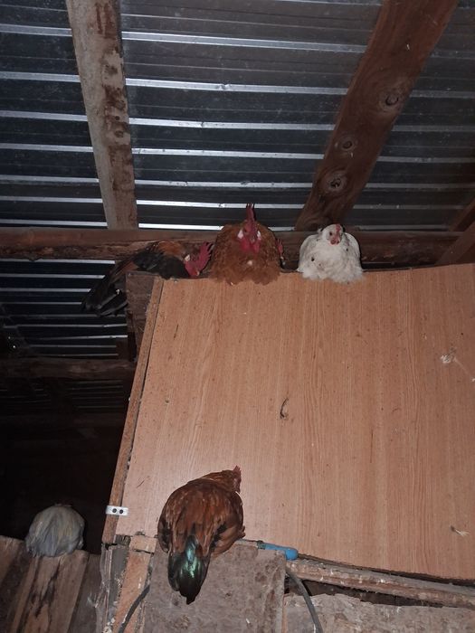 Vând cocosi si gaini pitice