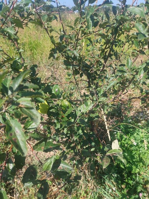 Продам яблоневый сад