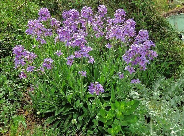 Цветы многолетние рассада