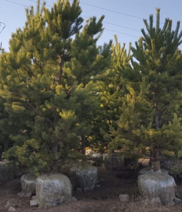 Сосна обыкновенная