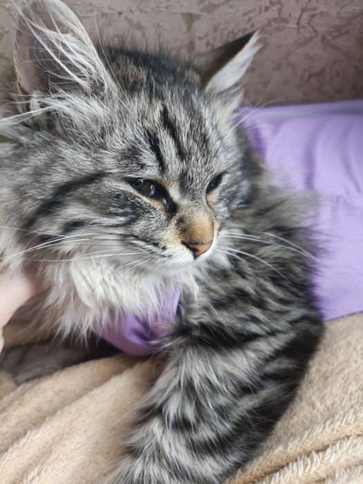 Отдам котенка девочка