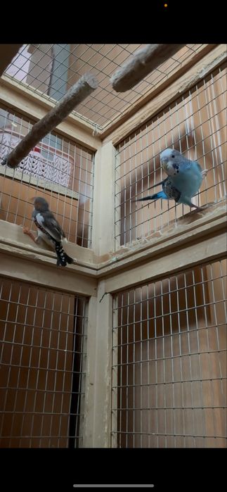 Продам трех попугаев с клеткой