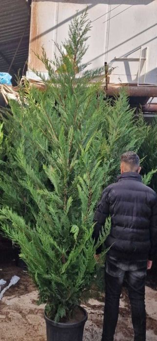 Plante ornamnetale leilandi de toamna