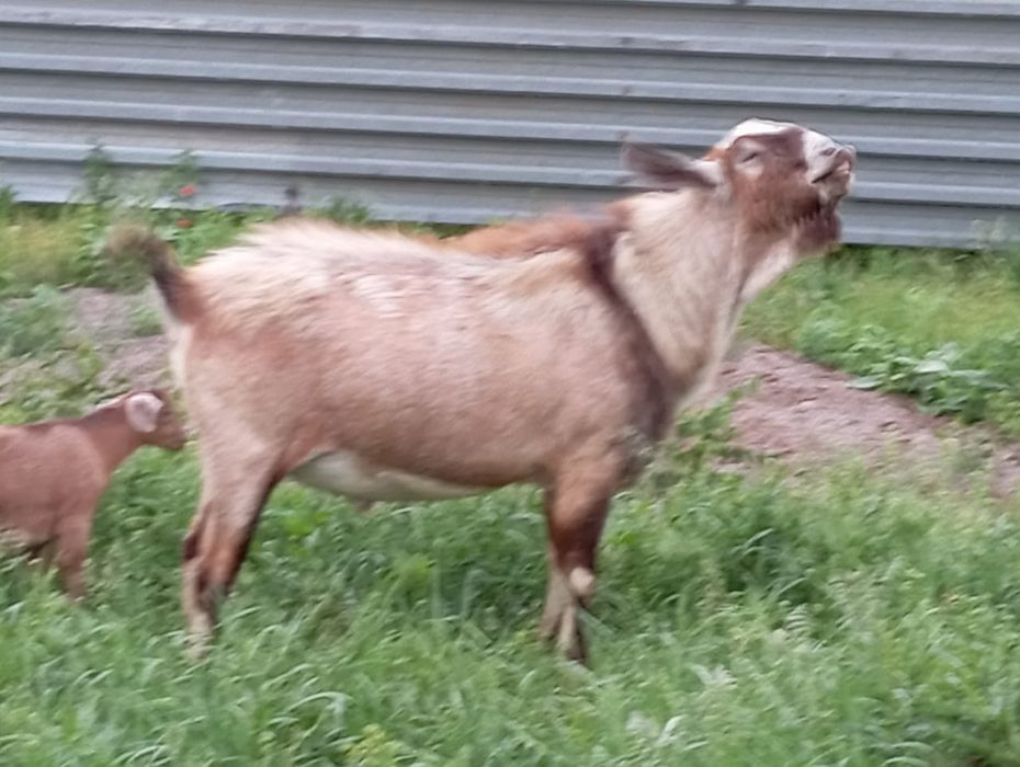 породыныи Теке сатылады