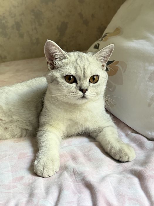 Котенок-девочка 4 месяца серебристая шиншилла
