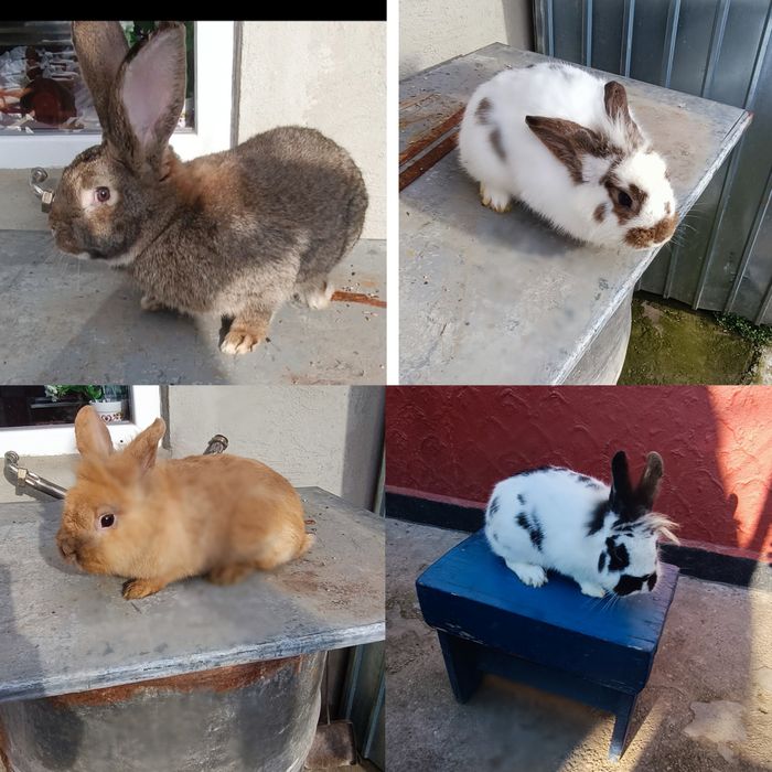 Iepuri Masculii de prăsilă