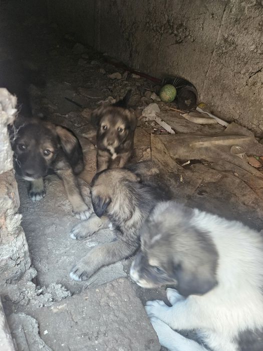 Подарявам малки кученца