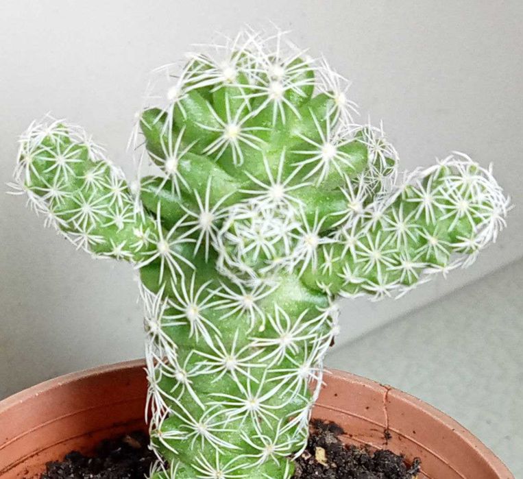 Продам. Кактус Маммиллярия.