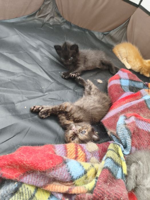 котята ищут дом!!