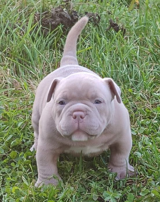 Американские Булли Премиум-класса!