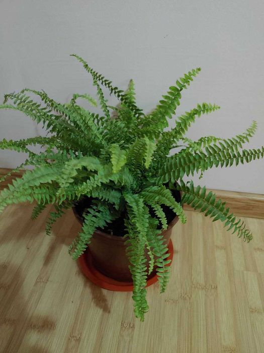 Продается папоротник