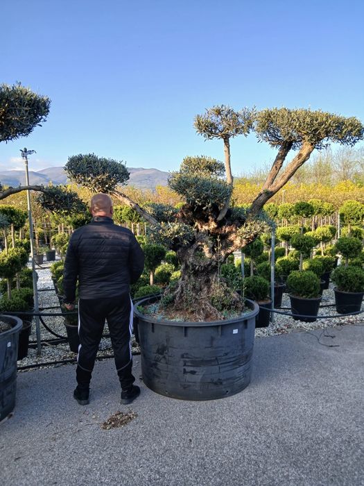 Măslini bonsai oferte