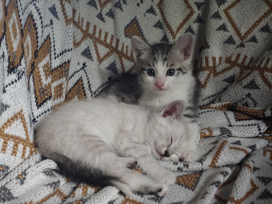 Отдам умных домашних котят