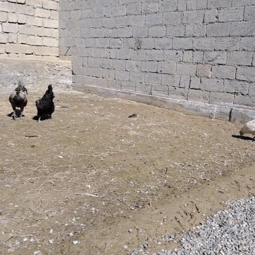 Хонаки тухумлар Жужа очиш учун