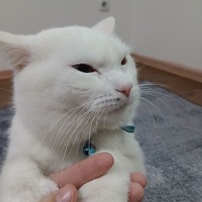 отдам кота в добрые руки