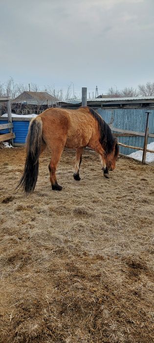 Жеребец мугалжар продам