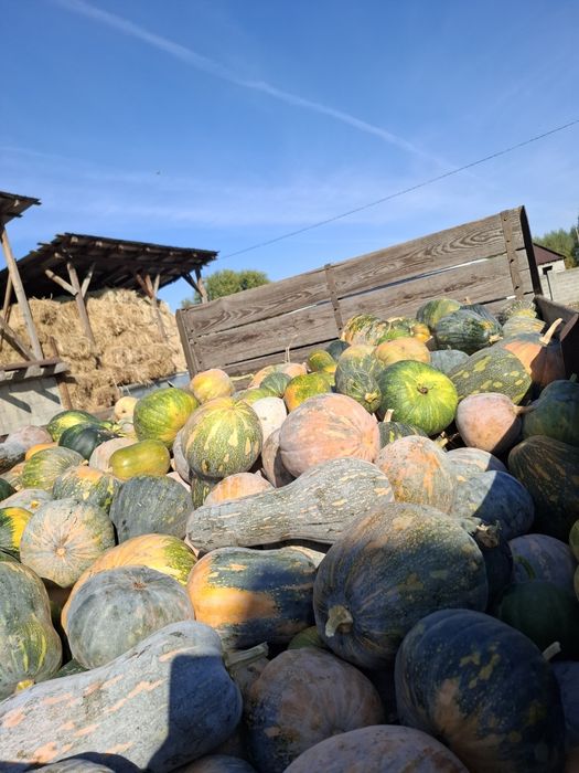 Продам тыква для скота