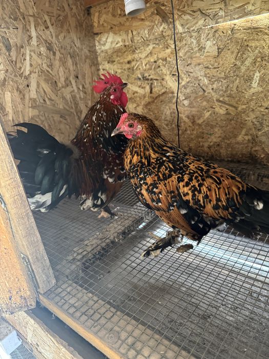 Pereche găini pitice Porțelan – 1 cocoș + 1 găinușă  Familie găini pitice Lemon – 4+1 – 4 găinușe + 1 cocoș