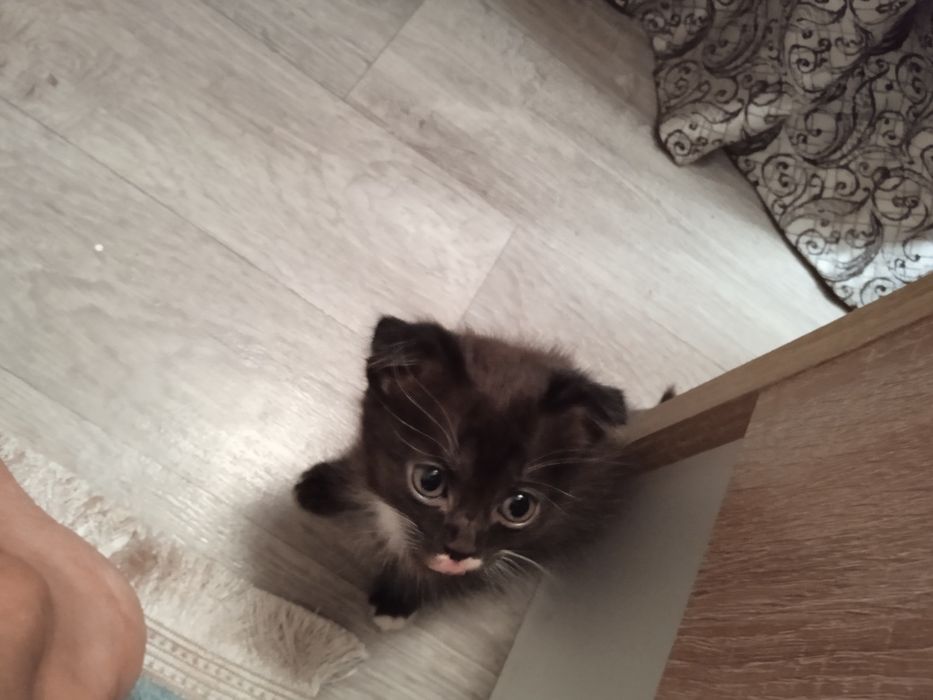 Котята вислоухие 1,5 месяца.