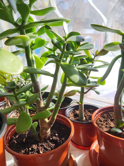 Комнатные цветы живые