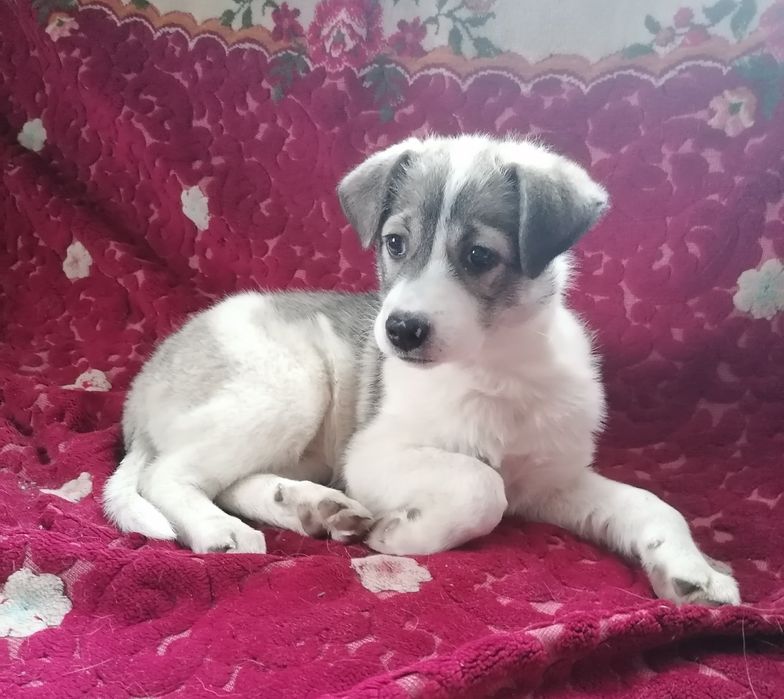 Donez cățelușă vaccinată extrem de jucăușă