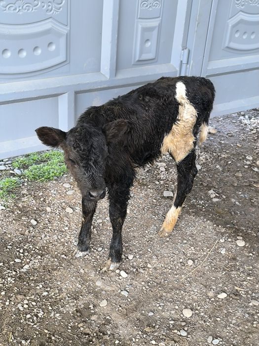 Продается теленок телка